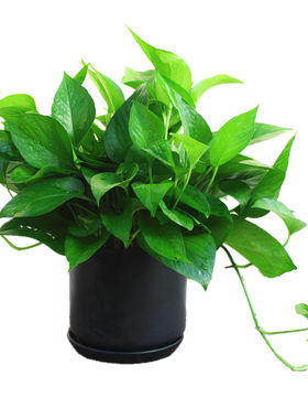 【上海本地】绿萝盆栽绿植花卉