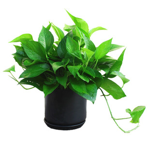 绿萝盆栽花卉植物室内净化空气长藤垂吊兰绿箩水培绿植