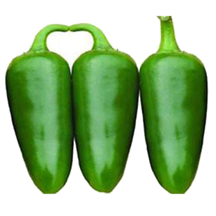 港椒子弹头墨西哥辣椒种子种苗春播味辣肉厚腌制泡椒种子蔬菜种子