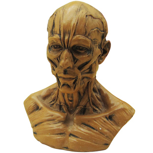 艺用人体骨骼模型树脂模型美术手绘素描静物人物全身骨骼肌肉绘画解剖人头骨架仿真头骨结构头颅