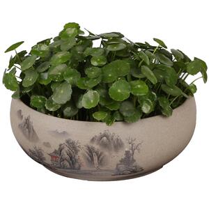 创意铜钱草水培器皿水仙花盆陶瓷无孔粗陶个性大中号水养碗莲花盆