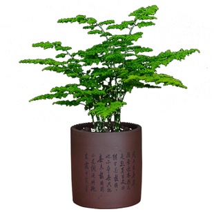 云竹紫砂盆景唐山云竹矮文竹办公室内矮生文竹盆栽桌面绿植客厅