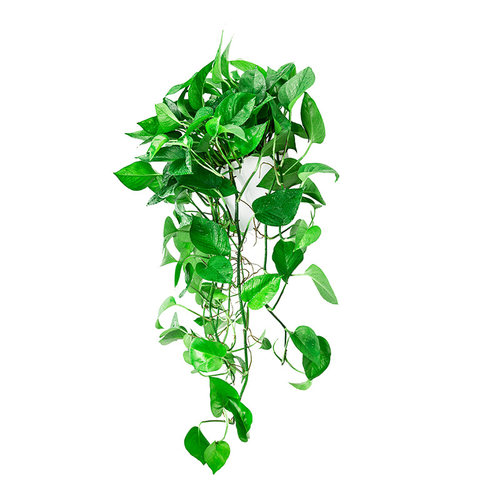壁挂大叶长藤绿萝室内垂吊植物吸甲醛挂墙客厅好养活爬藤盆栽