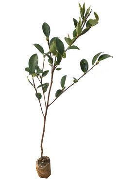 广西高产矮化带土油茶树苗
