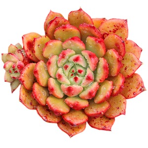 【16】号直播多肉植物链接一物一拍A链接a