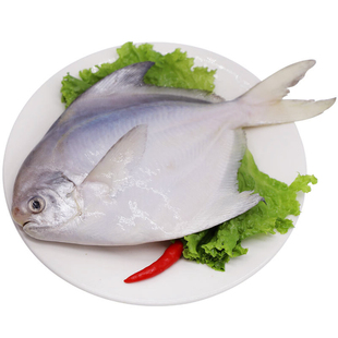 大银鲳鱼 东海野生平鱼 新鲜镜鱼大白鲳 鲜活海鲜舟山水产 2条/斤