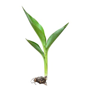 金脉彩叶【花叶美人蕉】植物苗庭院观叶湿地多年生耐热草本花卉