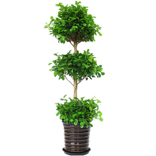 摇钱树招财树大型盆栽植物花卉上海绿植盆栽