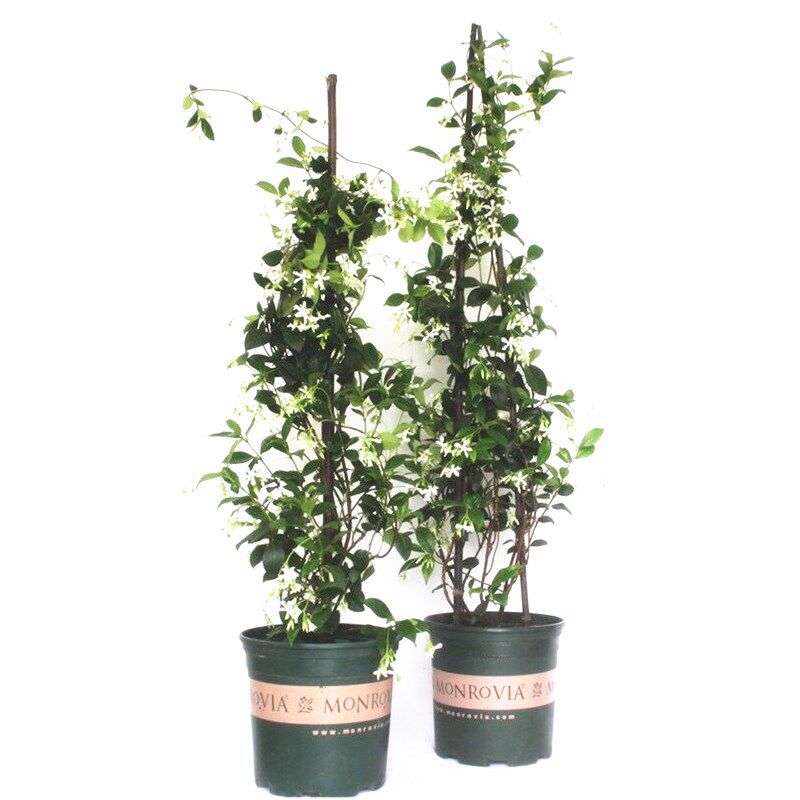 风车银丝茉莉络石藤攀援花卉爬藤植物盆栽庭院浓香苗四季长青耐寒