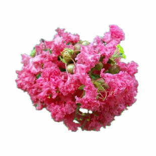 粉色紫薇树苗庭院耐寒南北方观赏花树百日红苗花期长庭院风景花木