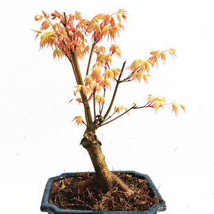 红枫盆栽橙之梦黄金枫赤枫树苗庭院造景布置盆栽植物耐寒耐冻花卉
