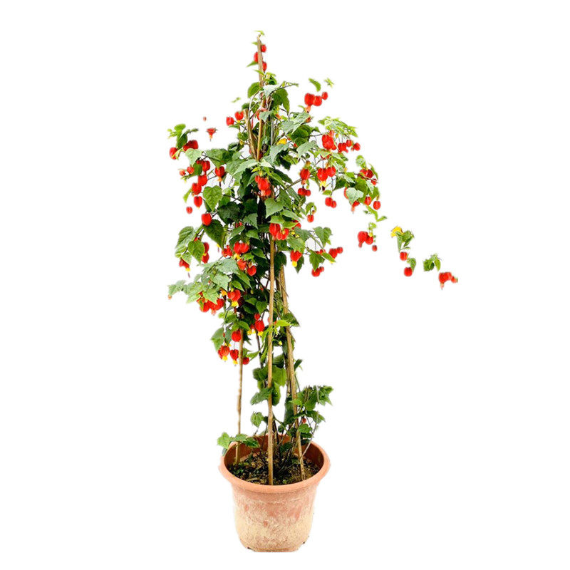 藤本灯笼花风铃花蔓性风铃花苗红心吐金花四季爬藤