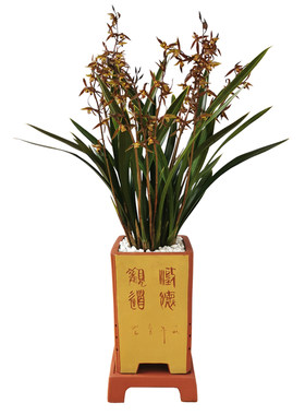 墨兰企黑爪企剑山川叶带爪艺金边兰花报岁兰幽香连体强壮好养活