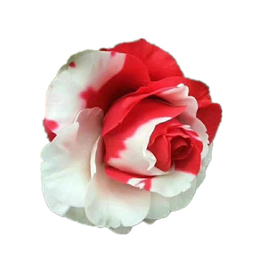 吉普赛女郎茶花苗 室内外茶花盆栽绿植花卉 稀有品种茶花苗 包邮