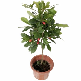 神秘果树苗变味果苗四季结果水果苗盆栽神奇果树当年结果庭院绿植