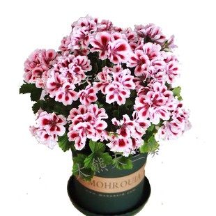 大熊天竺葵 品种德利 蝴蝶梅大花天天竺葵小苗花苗四季包对版包邮