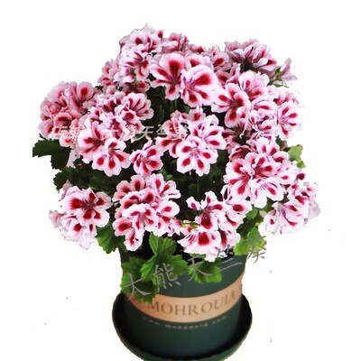 天竺葵阳台卧室花苗四季开花德利