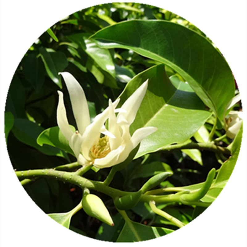 白兰花苗 白兰花盆栽 白兰树苗绣球/木绣球/圆锥乔