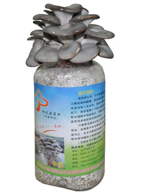 食用菌菌种菇农种植专用
