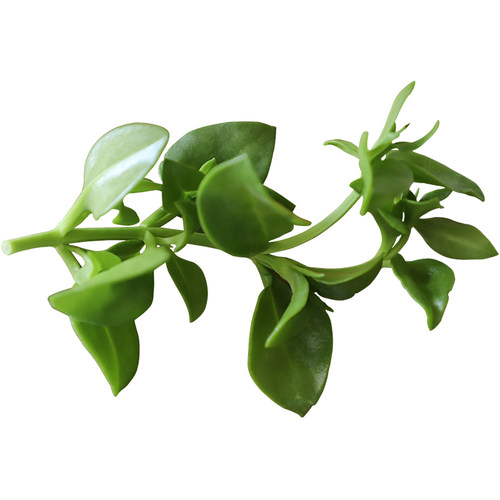 田七叶500g 穿心莲菜三七 新鲜食用蔬菜农家菜清淡爽口沙拉