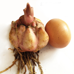 现货进口百合花大种球重瓣/单瓣香水/LA/亚百四季种包对版满包邮