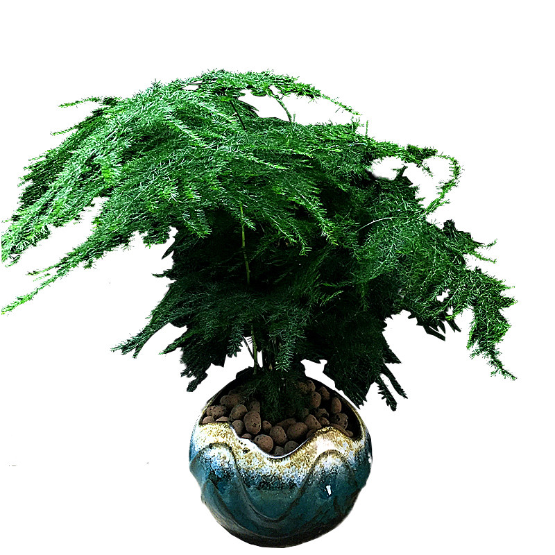 文竹盆景植物室内绿色盆栽驱蚊大型四季常青办公室桌面绿植吸甲醛