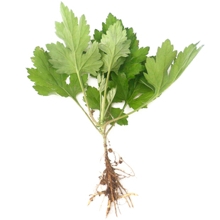 带叶发货九尖蕲艾苗5棵药用艾叶苗大叶艾草种子艾灸阳台植物草药