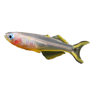 霓虹燕子珍珠燕阿鲁燕鱼热带观赏鱼缸草缸灯鱼群游小型鱼活体包活