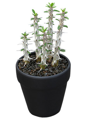 植物员外亚龙地狱魔针仙人掌盆栽