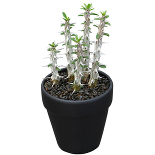 植物员外 亚龙木 地狱魔针 龙树科仙人掌仙人柱绿植多肉植物盆栽