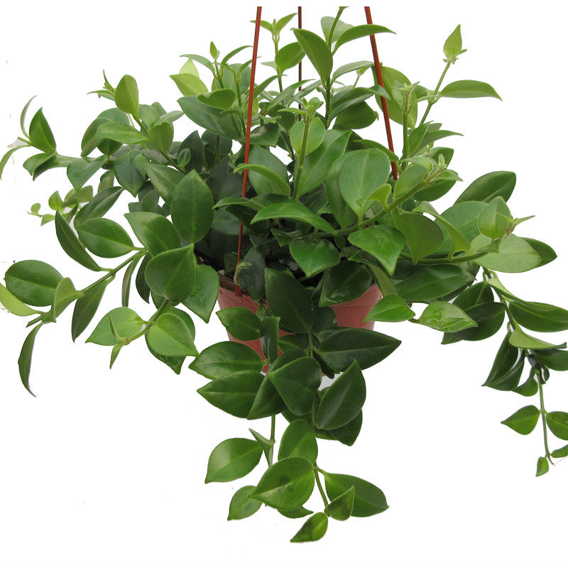 口红吊兰阳台垂吊观花植物花卉