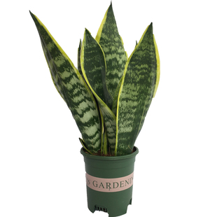 金边短叶矮脚虎皮兰除甲醛净化空气办公室盆栽室内客厅卧室绿植