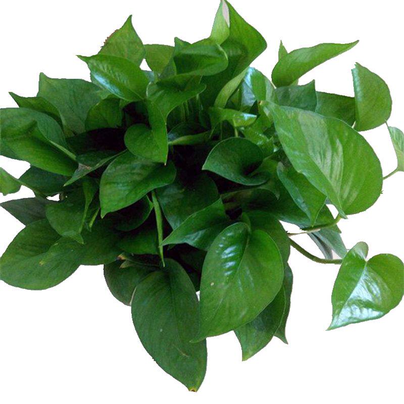 绿萝吊兰盆栽植物室内花卉花叶