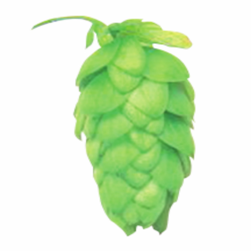 哈拉道苏菲亚/蓝宝石啤酒花Saphir Hallertau 德国进口颗粒啤酒花