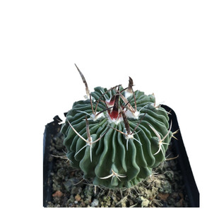 多棱玉仙人球 实生开花球 千波万波仙人球多肉植物室内吸甲醛盆栽