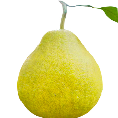 江永香柚老树香柚新鲜沙田柚50年