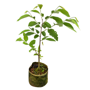 台湾凤梨释迦苗嫁接释迦果苗番鬼荔枝释迦果树苗 盆栽地栽果树苗