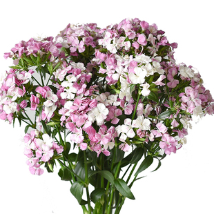 相思梅鲜花云南直发直批家用插花水养基地斗南花市花卉花束