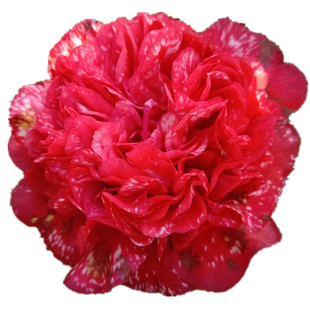 云斑大元帅盆栽茶花庭院阳台室内外名贵稀有精品带白点花卉绿植物