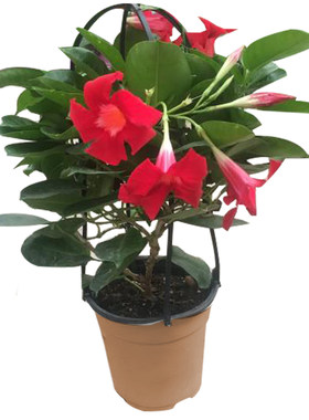 飘香藤带花发货四季攀爬