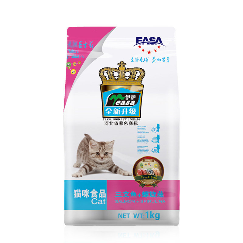 伊萨挑嘴美短暹罗奶糕怀孕母猫