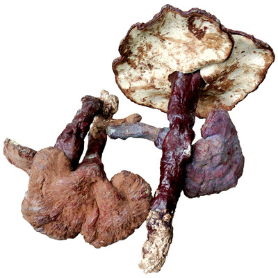 贵州野生赤灵芝 干品中药材整枝精选红林芝草500g装真品泡酒茶切