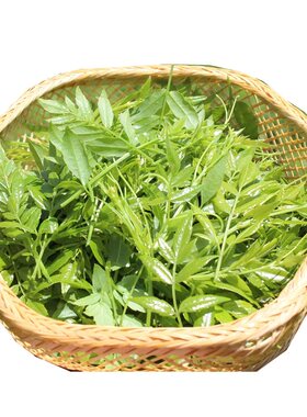张家界嫩芽尖莓茶野生甘露嫩叶