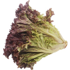 西餐厅配送沙拉凉拌新鲜蔬菜 红叶生菜 罗莎红珊瑚 紫叶生菜 250g