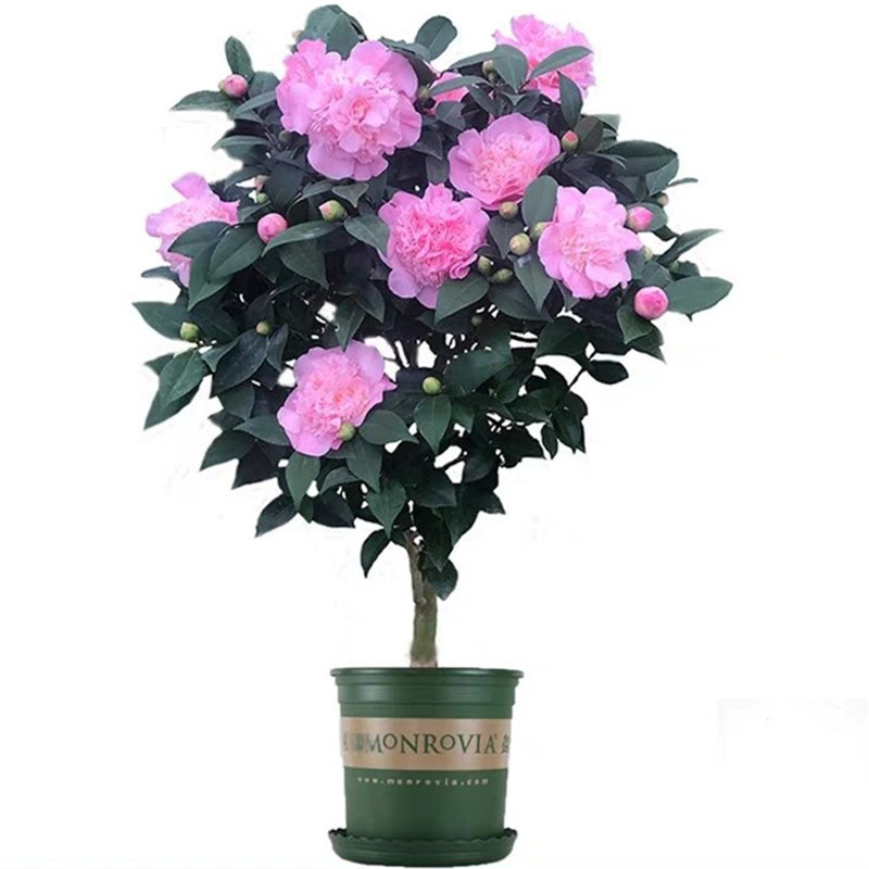 烈香茶花 香茶花 香妃千里香粉色香茶花 窗台庭院阳台盆栽花卉