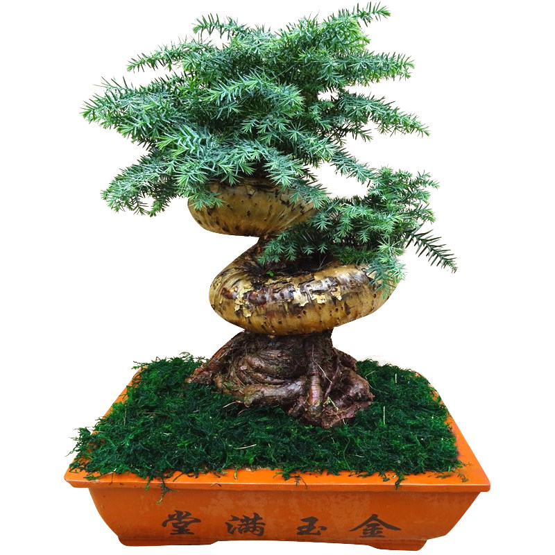 澳洲杉大型花卉盆景绿植造型树