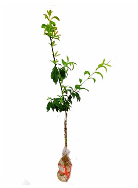 三华李苗李子果树苗庭院种植嫁接