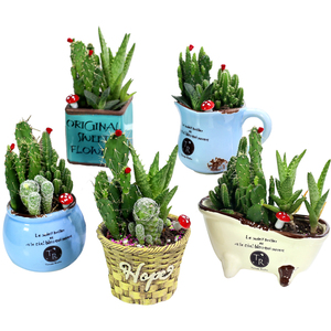 小干花金枝玉叶万重山上小红花满天星进口花多肉植物花装饰品包邮