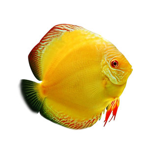 七彩神仙燕鱼合集盖子红鸽子天子蓝老虎狗野彩阿莲卡套餐