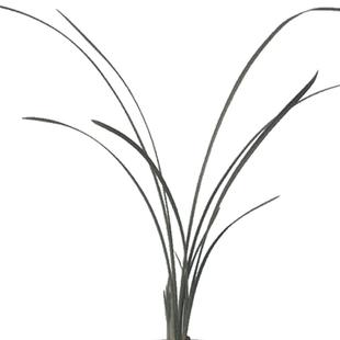 兰花浓香春剑红牡丹红星高照兰花苗多肉植物阳台花卉室内盆栽绿植